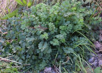 Salad Burnet