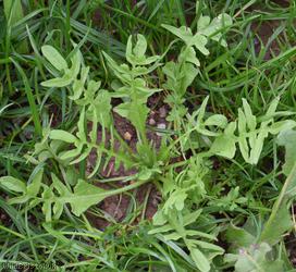 image for Shepherd's-purse type 53