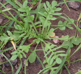 Shepherd's-purse type 53