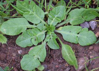 image for Shepherd's-purse type 54