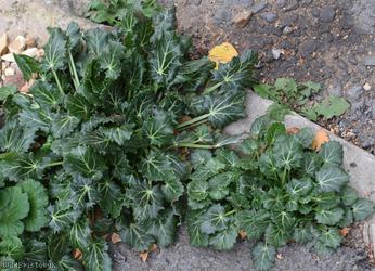 image for Moroccan Eryngo