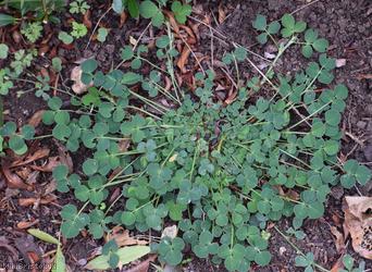 image for Black Medick type 1