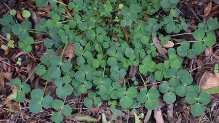 Black Medick type 1