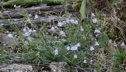 image for Pale Toadflax