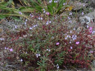 Pale Toadflax