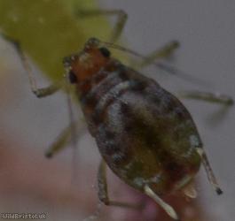 Snapdragon Aphid