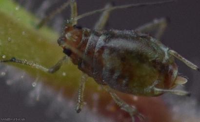 image for Snapdragon Aphid