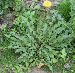 Yellow-styled Dandelion
