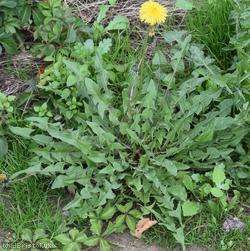 Yellow-styled Dandelion