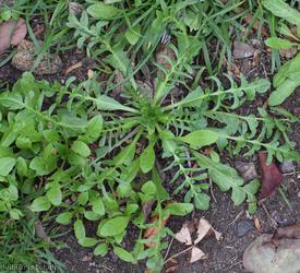 image for Shepherd's-purse Cheltenham type 1