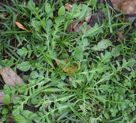 Shepherd's-purse Cheltenham type 1