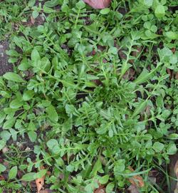 Shepherd's-purse Cheltenham type 1