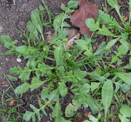 Shepherd's-purse Cheltenham type 1