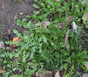 Shepherd's-purse Cheltenham type 1