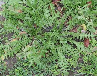 image for Shepherd's-purse Cheltenham type 2