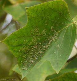 Tulip-tree Aphid