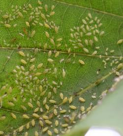 Tulip-tree Aphid