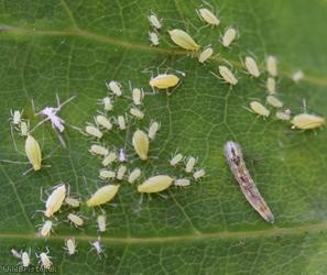 Tulip-tree Aphid