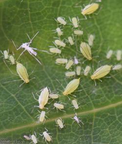 Tulip-tree Aphid