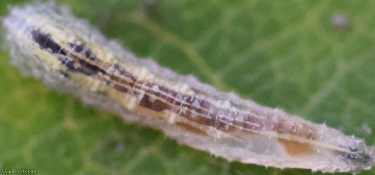 Tulip-tree Aphid