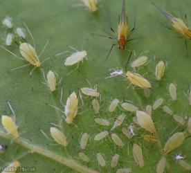 Tulip-tree Aphid