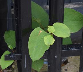 image for Bohemian Knotweed