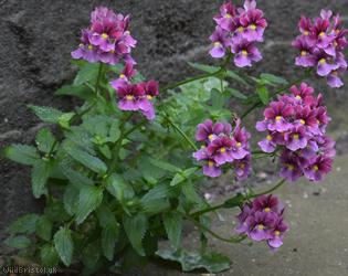 image for Toothed Aloha