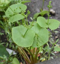 image for Springbeauty