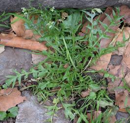 Shepherd's-purse type 39