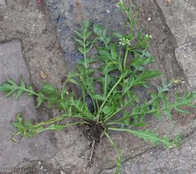 Shepherd's-purse type 39