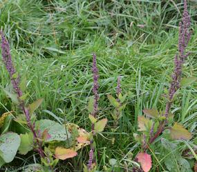 image for Probst's Goosefoot