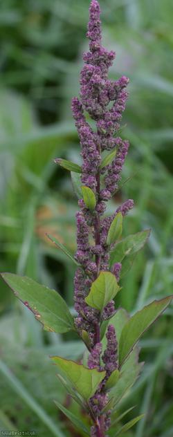 Probst's Goosefoot