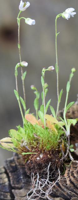 image for Brassicaceae Unidentified
