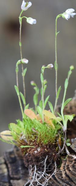 Brassicaceae Unidentified