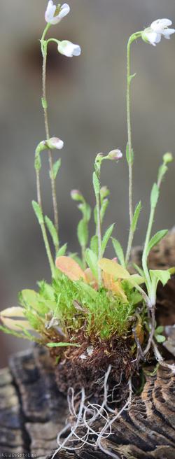 Brassicaceae Unidentified