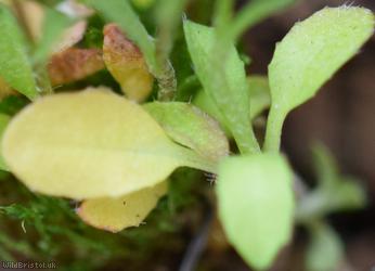 Brassicaceae Unidentified