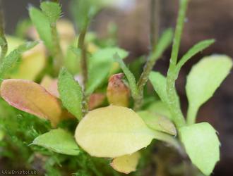 Brassicaceae Unidentified