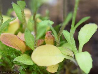 Brassicaceae Unidentified