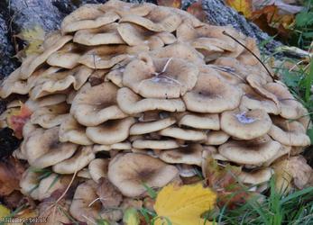 Honey Fungus