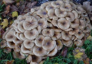 image for Honey Fungus