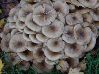 Honey Fungus
