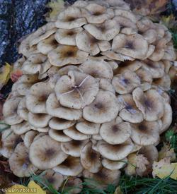 Honey Fungus