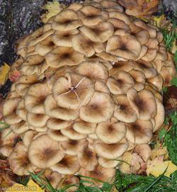 Honey Fungus