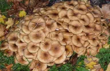 Honey Fungus