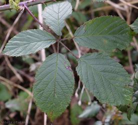 image for Anglosaxon Bramble