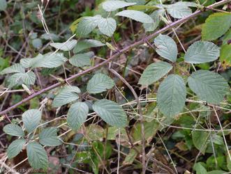 Anglosaxon Bramble