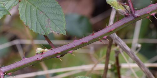 Anglosaxon Bramble