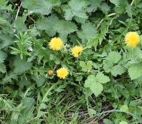 Yellow-styled Dandelion