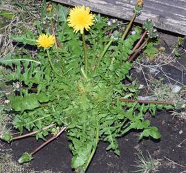 Lacerate-leaved Dandelion