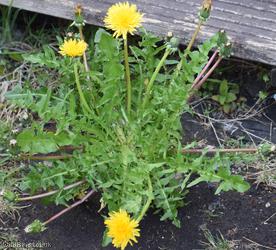 Lacerate-leaved Dandelion